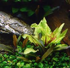 It was described by dutch botanist hendrik de wit in honour of aquarium hobbyist and writer albert wendt. Cryptocoryne Wendtii Green Gecko Pflanzen Aquarium Aquariumpflanzen Wasserpflanzen