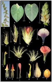 Image result for Indigofera sp.nov. aff. I chimanimaniensis