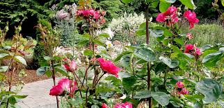 Get it as soon as wed, jun 9. A Growing Concern A Gardening Labor Of Love With Roses Peninsula Daily News