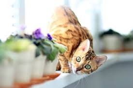 Cats need a lot of love and affection from their owners, because they are social animals. How Long Can You Leave A Cat Alone Find Out Now Tractive Blog