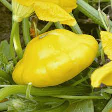 This post may contain affiliate links, which means that i may receive a commission if you make a there are so many varieties of summer squash, including zucchini or courgette, patty pan or scallop, yellow crookneck, and yellow straight neck squash. Scallop Summer Yellow Bush Squash Seeds Everwilde Farms