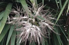 In addition, there are a number of other species which have not been declared pests, however, control of these species may be considered by land occupiers to protect sites where they are impacting on natural biodiversity. Bloomin Beauties Otago Daily Times Online News
