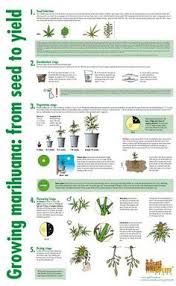 Other cultivators choose to keep their lights on around the clock in hopes of maximising photosynthesis and growth rate, however, this can get quite expensive. Plant