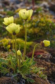 Image result for Papaveraceae