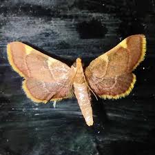 Image result for Hypolytrum pynaertii