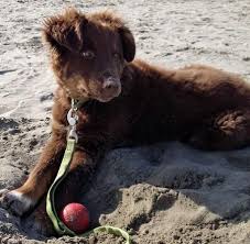 Maybe you would like to learn more about one of these? Oslo The Australian Shepherd Mix Australian Shepherd Puppy Paws Australian Shepherd Mix