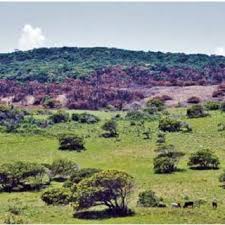 Image result for Adenopodia schlechteri