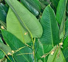 Image result for Marantochloa