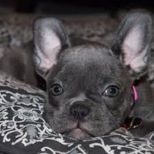 We do not place our puppies into breeding homes unless we personally know the breeder, that breeder is a responsible/reputable/ethical breeder. Top 10 Best French Bulldog Breeder Near Lakeside Ca 92040 Updated Covid 19 Hours Services Last Updated Yelp