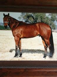 Scamper Best Barrel Horse That Ever Lived Bay Horse Pretty Horses All The Pretty Horses