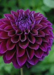 Pin On Spectacular Flowers And Heavenly Gardens