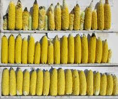 Understanding Sweet Corn Populations Seminis