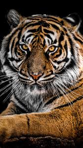 Qhd pinterest hashtags video and accounts. Tiger 4k Wallpaper Posted By Zoey Anderson