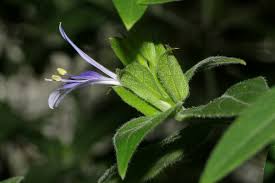 Image result for Megalochlamys