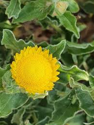 Image result for Helichrysum setosum