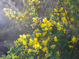 California native shrub yellow flowers. What S Blooming Bay Area Winelandia