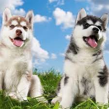 Maybe you would like to learn more about one of these? Siberian Husky Puppies Home Facebook