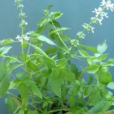 Check 'selasih' translations into english. Thai Basil Sayur In The City