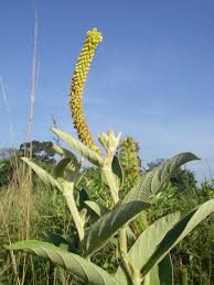 Image result for Eriosema