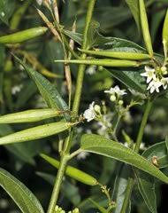 Image result for Vincetoxicum cernuum