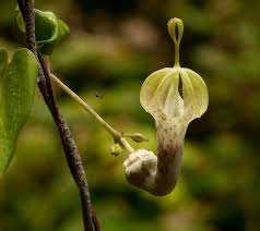 Image result for Ceropegia lugardiae
