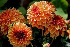 Maybe you would like to learn more about one of these? 15 Orange Perennial Flowers Urban Garden Gal