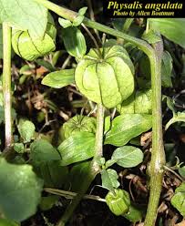 Image result for Physalis angulata