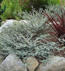 Pin On Garden