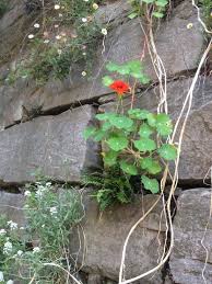 Image result for Tropaeolum majus