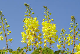 Image result for Caesalpinia decapetala