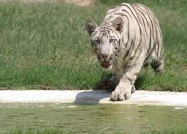 Chhatbir Zoo Chandigarh Ticket Price Timings Address Triphobo
