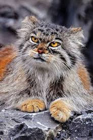 See more ideas about pallas's cat, wild cats, manul cat. Ahhh Beautiful Cats For Sale Repin Cats Pallas S Cat Manul Cat