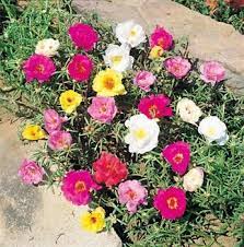 Anche conosciuta con il nome di erba grassa, o porcellana comune, la portulaca oleracea è una pianta a portamento strisciante, che cresce spontanea. 100 Mixed Colors Portulaca Moss Rose Flower Seeds Etsy In 2021 Portulaca Flowers Rose Seeds Flower Seed Gifts