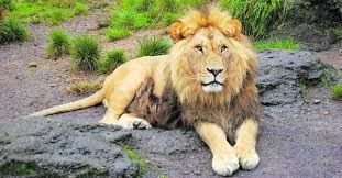 Image result for asiatic lion