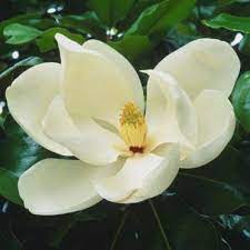State Flowers Louisiana Southern Magnolia C Andrew Butler Dorling Kindersley Magnolia Flower Botanical Flowers Beautiful Flowers