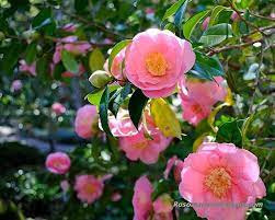 Pin On Garden