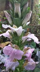 Image result for Acanthus montanus