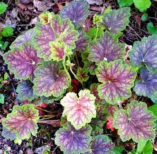Garden Design Ideas Heuchera S In Your Garden Heuchera Plants Foliage Plants