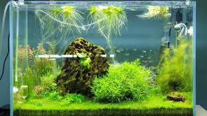 Dibanding tanaman lain yang berbentuk daun atau algae, tanaman ini justru memiliki tangkai. Jenis Tanaman Aquascape Dan Tips Mudah Merawatnya Rumah Com