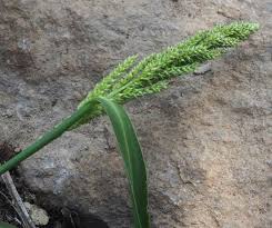 Image result for Echinochloa frumentacea