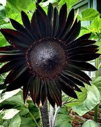 True Black Ornamental Sunflower Seeds Package Professional Pack Quantity 20 Seeds Pack Zones 1-11 Black Sunflower Seeds Black Flowers Goth Garden