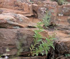 Image result for Syncolostemon canescens