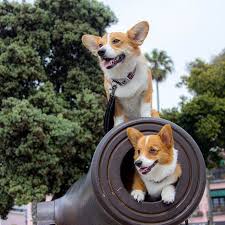 This is corgi puppies by lifejacket on vimeo, the home for high quality videos and the people who love them. Bentley And Farrah Santa Monica S Newest Ride The Corgi Canon Santamonicapier Cute Corgis Of Instagram Corgis Puppy Pu Corgi Corgi Butts Famous Dogs