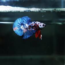 Enjoy latest betta strains enjoy. New Colour Variant Betta Fish Candy Siamese Fighting Fish By Bettaboy