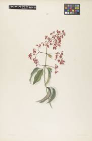 Image result for Clerodendrum tricholobum