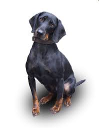 Black And Tan Coonhound Puppies For Sale In Pa Thumbnail For Version As Of 12 34 28 September 2007 Animals And Pets Pets Animals