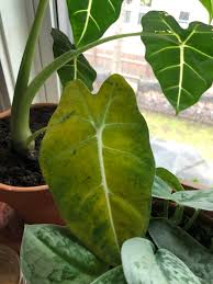 Learn why does your spider plant have brown tips on its leaves and what you can do to fix this spider plants like their soil dry between watering. One By One The Leaves Of My Alocasia Turn Yellow Then Die What Should I Do It S In A West Window Gets Watered When Dry Houseplants
