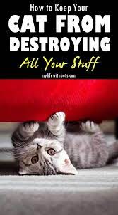 Pin On Cat Training