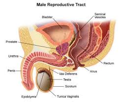 Image result for Prostate Anatomy