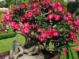 Jenis tanaman adenium ini identik dengan makam, karena tanaman adenium ini biasanya banyak di temui di sekitar pemakaman. Cara Merawat Adenium Agar Rajin Berbunga Bibitbunga Com